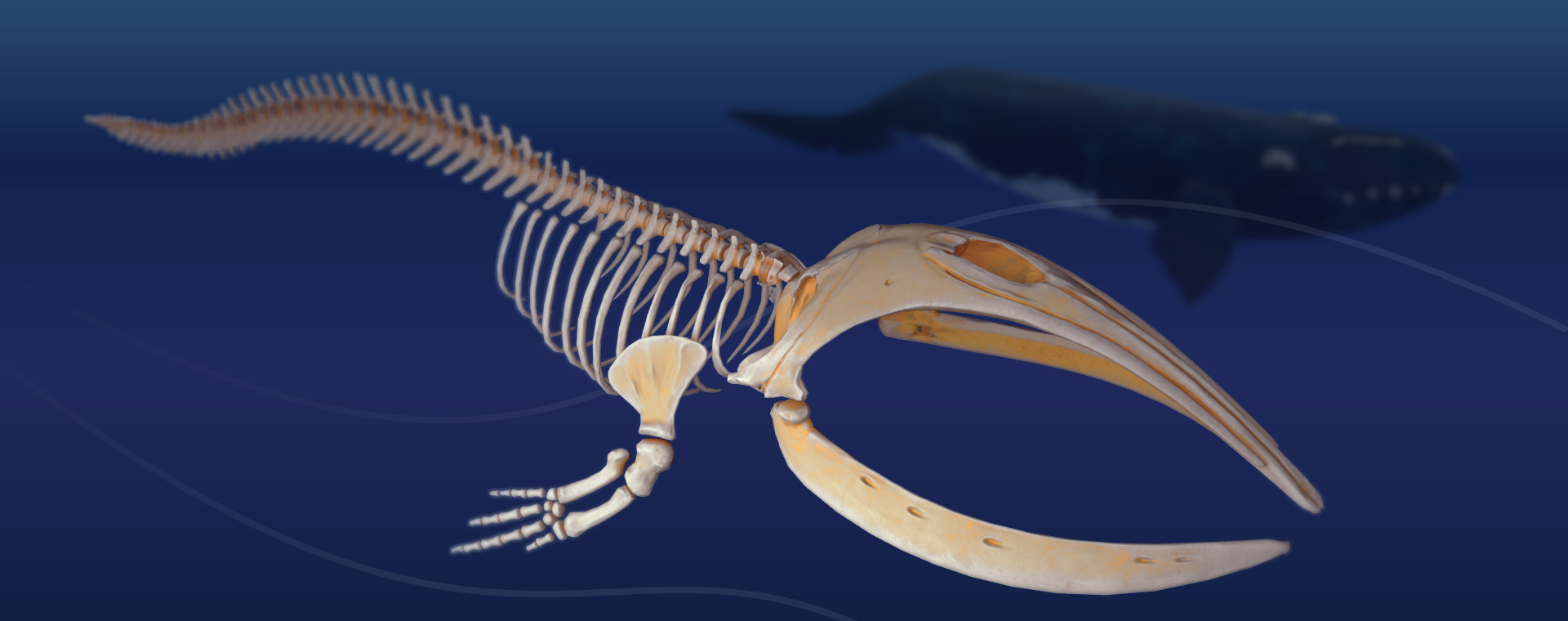 A right whale skeleton sits in the foreground. In the background, the whale in flesh appears in the same position.