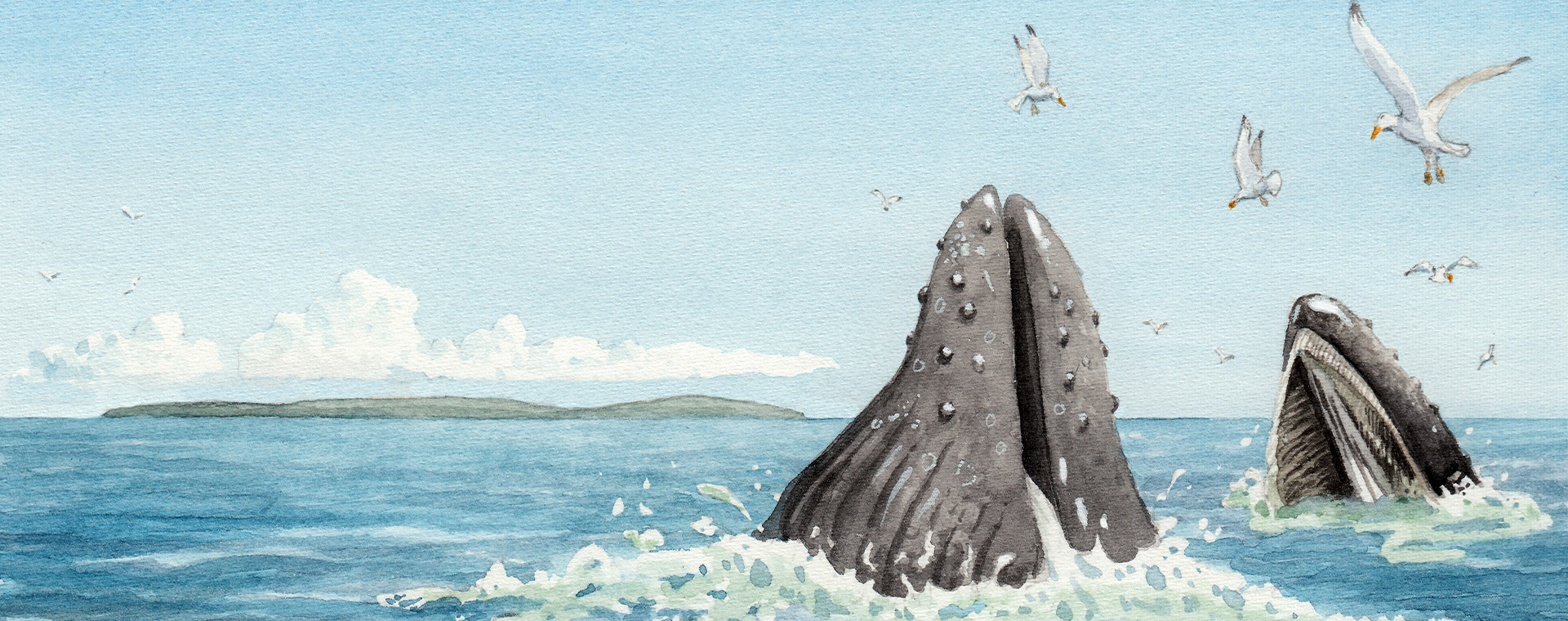 Watercolour illustration in muted shades of blue, black and white. The mouths of two lunge feeding humpback whales emerge from the sea attracting a flock of seagulls.
